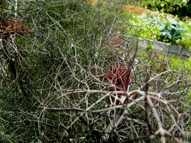 Bronze Fennel Seeds - 100 Count, Dark-Purple Fern-Like Foliage, Licorice Flavor Herb, Perennial - Image 1