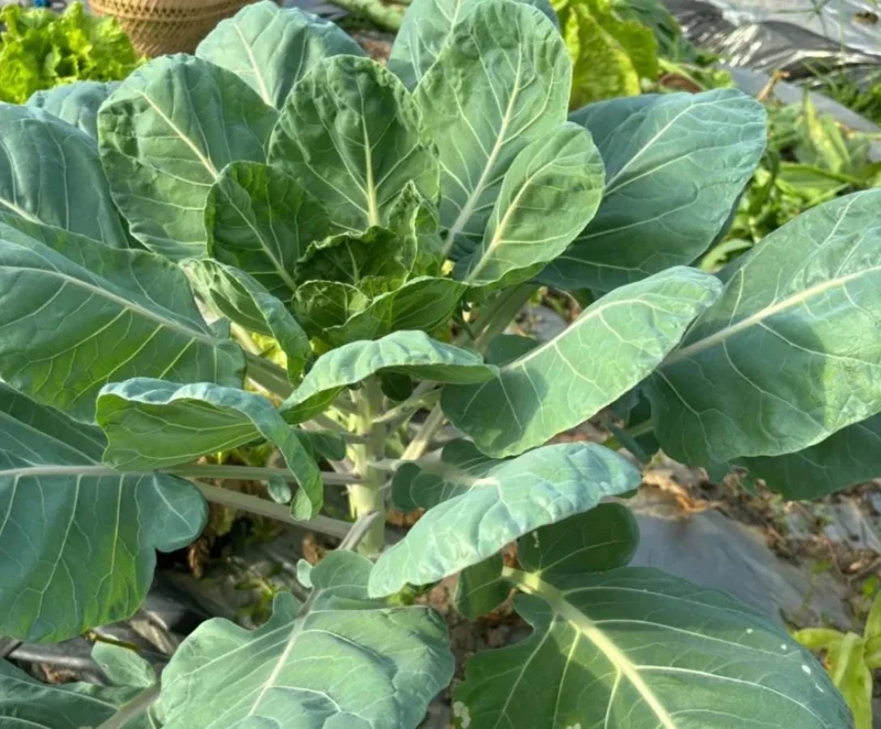 Brussels Sprouts Live Plants – 2 Plants in 4-Inch Pot – Home Grown Vegetables Brussels Sprouts Live Plants – 2 Plants in 4-Inch Pot – Home Grown Vegetables - Image 2