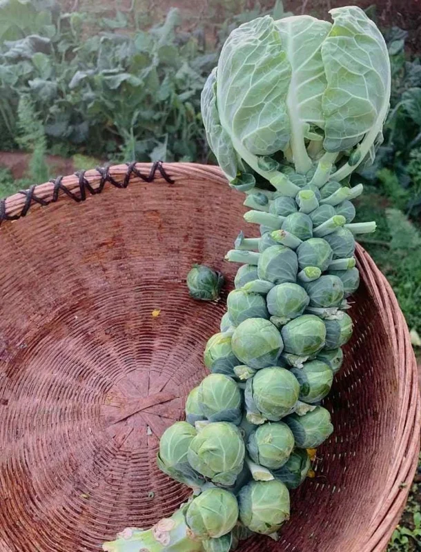 Brussels Sprouts Live Plants – 2 Plants in 4-Inch Pot – Home Grown Vegetables Brussels Sprouts Live Plants – 2 Plants in 4-Inch Pot – Home Grown Vegetables - Image 3