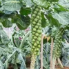 Brussels Sprouts Live Plants – 2 Plants in 4-Inch Pot – Home Grown Vegetables - Image 1