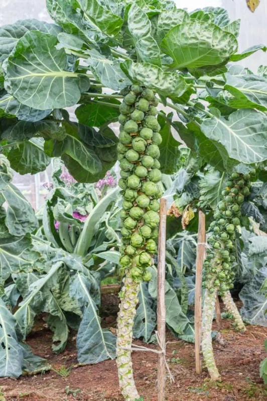 Brussels Sprouts Live Plants – 2 Plants in 4-Inch Pot – Home Grown Vegetables Brussels Sprouts Live Plants – 2 Plants in 4-Inch Pot – Home Grown Vegetables - Image 1