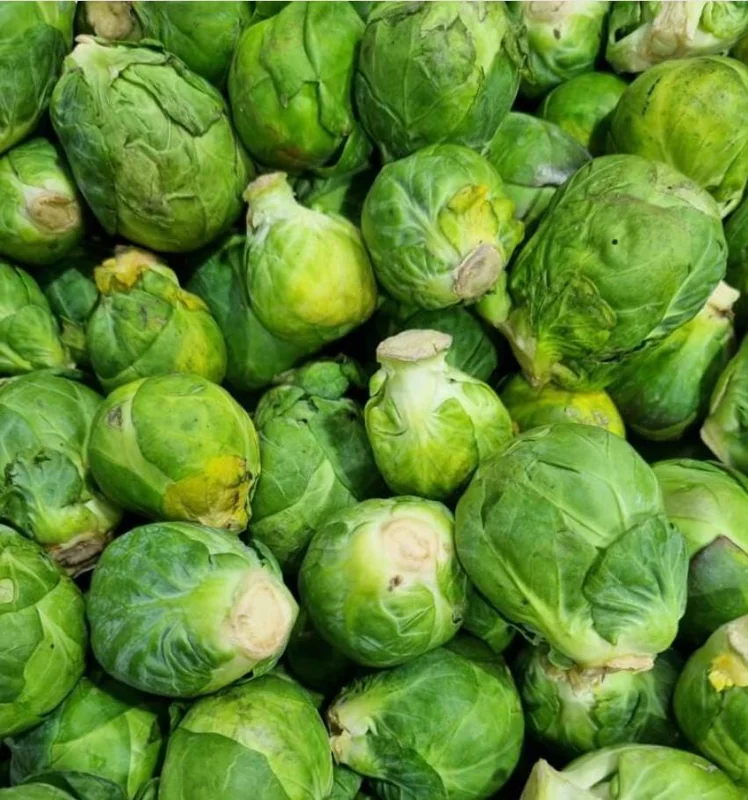 Brussels Sprouts Live Plants – 2 Plants in 4-Inch Pot – Home Grown Vegetables Brussels Sprouts Live Plants – 2 Plants in 4-Inch Pot – Home Grown Vegetables - Image 4