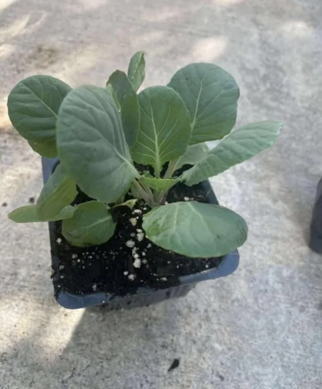 Brussels Sprouts Live Plants – 2 Plants in 4-Inch Pot – Home Grown Vegetables Brussels Sprouts Live Plants – 2 Plants in 4-Inch Pot – Home Grown Vegetables - Image 5