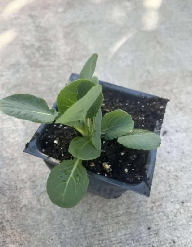 Brussels Sprouts Live Plants – 2 Plants in 4-Inch Pot – Home Grown Vegetables Brussels Sprouts Live Plants – 2 Plants in 4-Inch Pot – Home Grown Vegetables - Image 6