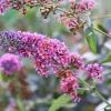 Buddleia Bicolor Butterfly Bush Live Plant – Fragrant Flower Shrub 4-6 Inch Tall Outdoor Garden - Image 1