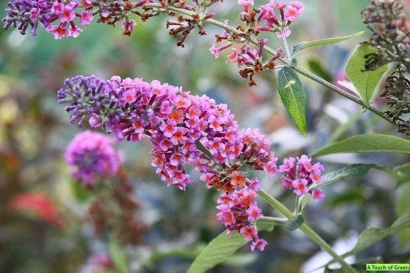Buddleia Bicolor Butterfly Bush Live Plant – Fragrant Flower Shrub 4-6 Inch Tall Outdoor Garden - Image 1