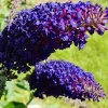 Buddleia Black Knight Butterfly Bush Live Plant – Fragrant Flowers – 4-6 Inch Tall - Image 1