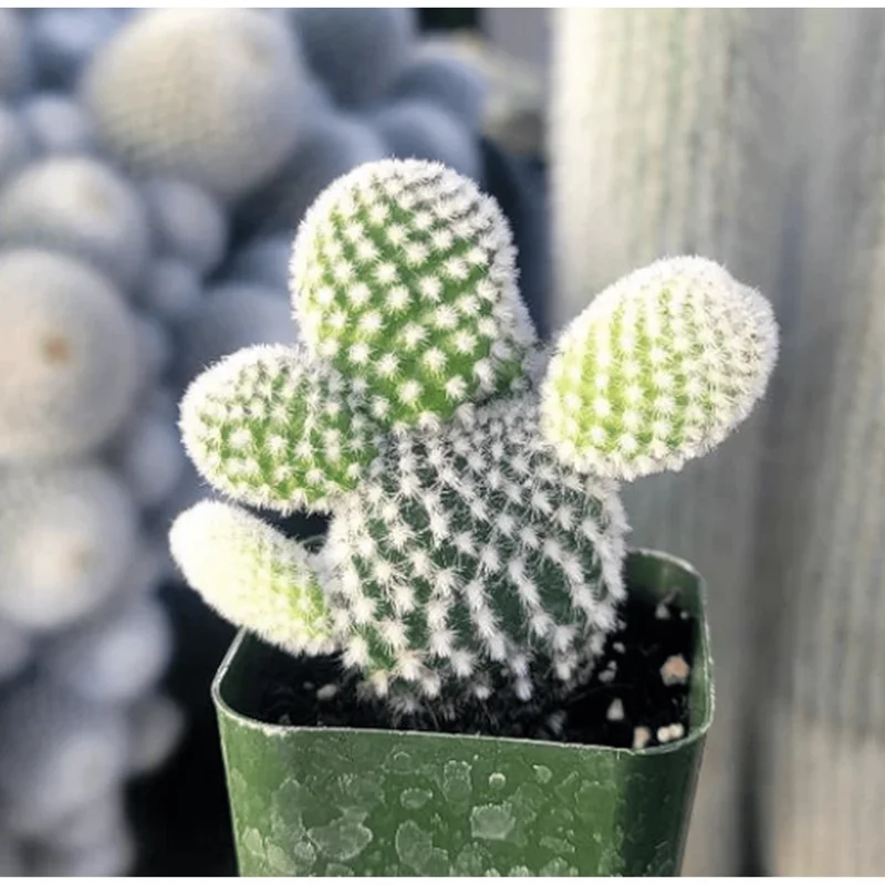 Bunny Ear Cactus Live Plant - Opuntia Microdasys - Prickly Pear Cactus - 2 Inch Pot Bunny Ear Cactus Live Plant - Opuntia Microdasys - Prickly Pear Cactus - 2 Inch Pot - Image 2