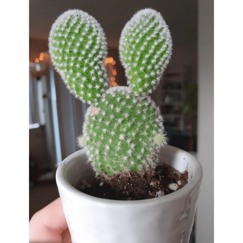 Bunny Ear Cactus Live Plant - Opuntia Microdasys - Prickly Pear Cactus - 2 Inch Pot Bunny Ear Cactus Live Plant - Opuntia Microdasys - Prickly Pear Cactus - 2 Inch Pot - Image 3