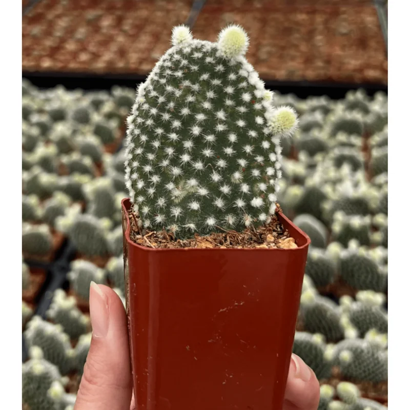 Bunny Ear Cactus Live Plant - Opuntia Microdasys - Prickly Pear Cactus - 2 Inch Pot Bunny Ear Cactus Live Plant - Opuntia Microdasys - Prickly Pear Cactus - 2 Inch Pot - Image 4