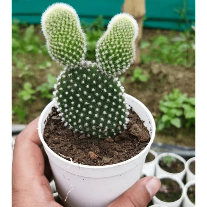 Bunny Ear Cactus Live Plant - Opuntia Microdasys - Prickly Pear Cactus - 2 Inch Pot Bunny Ear Cactus Live Plant - Opuntia Microdasys - Prickly Pear Cactus - 2 Inch Pot - Image 1