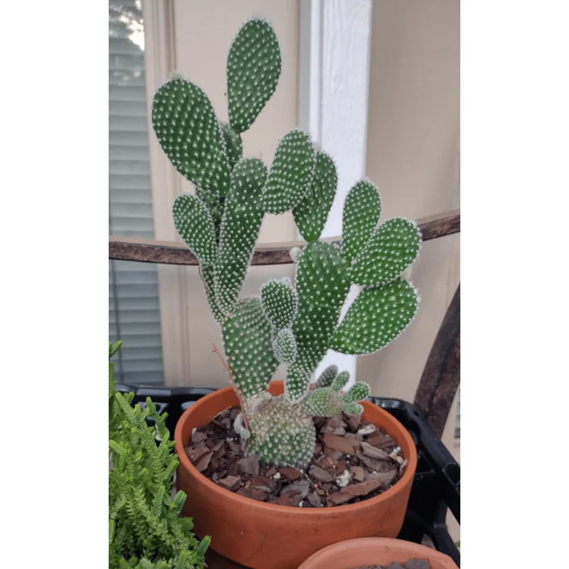 Bunny Ear Cactus Plant Opuntia Microdasys Live Plant 4" Pot Indoor/Outdoor Bunny Ear Cactus Plant Opuntia Microdasys Live Plant 4" Pot Indoor/Outdoor - Image 5