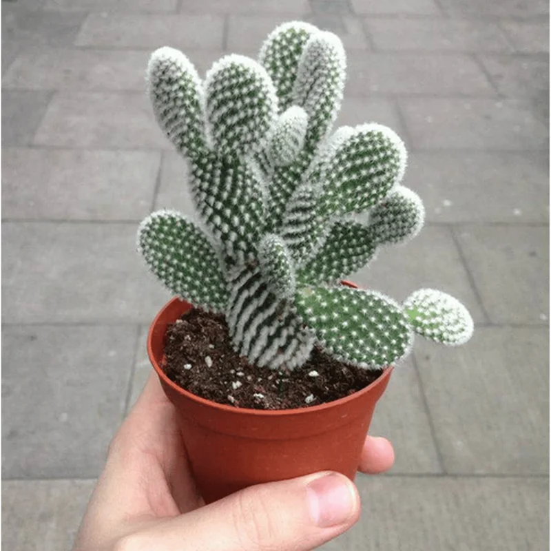 Bunny Ear Cactus Plant Opuntia Microdasys Live Plant 4" Pot Indoor/Outdoor Bunny Ear Cactus Plant Opuntia Microdasys Live Plant 4" Pot Indoor/Outdoor - Image 6