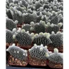 Bunny Ear Cactus Plant Opuntia Microdasys Live Plant 4" Pot Indoor/Outdoor Bunny Ear Cactus Plant Opuntia Microdasys Live Plant 4" Pot Indoor/Outdoor - Image 1