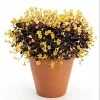 Burgundy Yellow Oxalis Live Plant – Starter Plant – 4-6 Inch Tall - Image 1