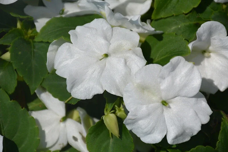 Busy Lizzy Impatiens Accent Premium White Flower Seeds - 500 Count - Annual - Indoor/Outdoor Busy Lizzy Impatiens Accent Premium White Flower Seeds - 500 Count - Annual - Indoor/Outdoor - Image 3