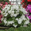 Busy Lizzy Impatiens Accent Premium White Flower Seeds - 500 Count - Annual - Indoor/Outdoor - Image 1