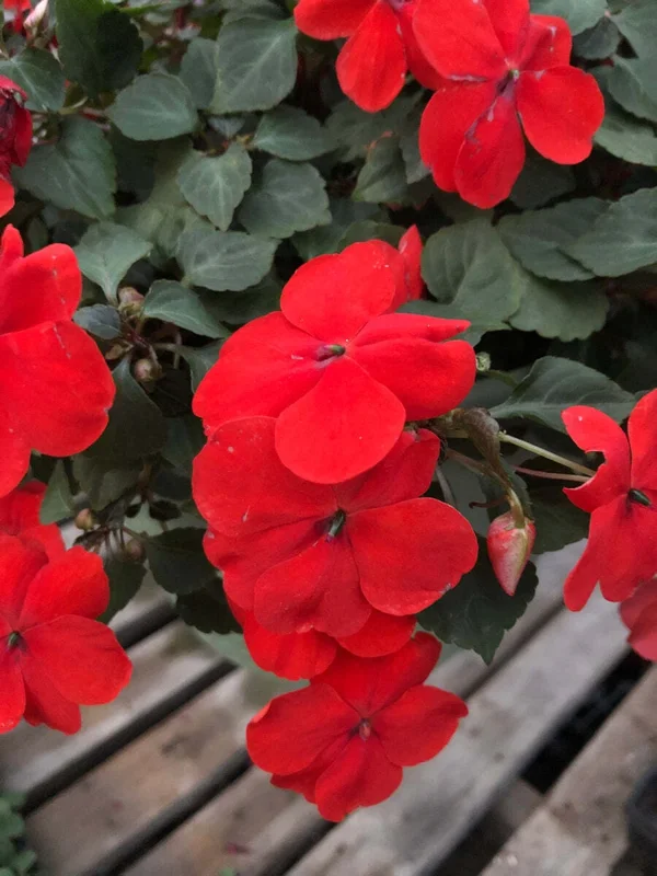 Busy Lizzy Impatiens Seeds Scarlet - 500 Count Annual Flower Seeds for Sun & Shade - Image 2