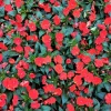 Busy Lizzy Impatiens Seeds Scarlet - 500 Count Annual Flower Seeds for Sun & Shade - Image 1