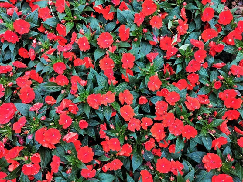 Busy Lizzy Impatiens Seeds Scarlet - 500 Count Annual Flower Seeds for Sun & Shade - Image 1