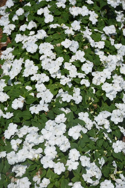 Busy Lizzy Impatiens Seeds White - 500 Premium Flower Seeds for Spring & Summer Busy Lizzy Impatiens Seeds White - 500 Premium Flower Seeds for Spring & Summer - Image 2