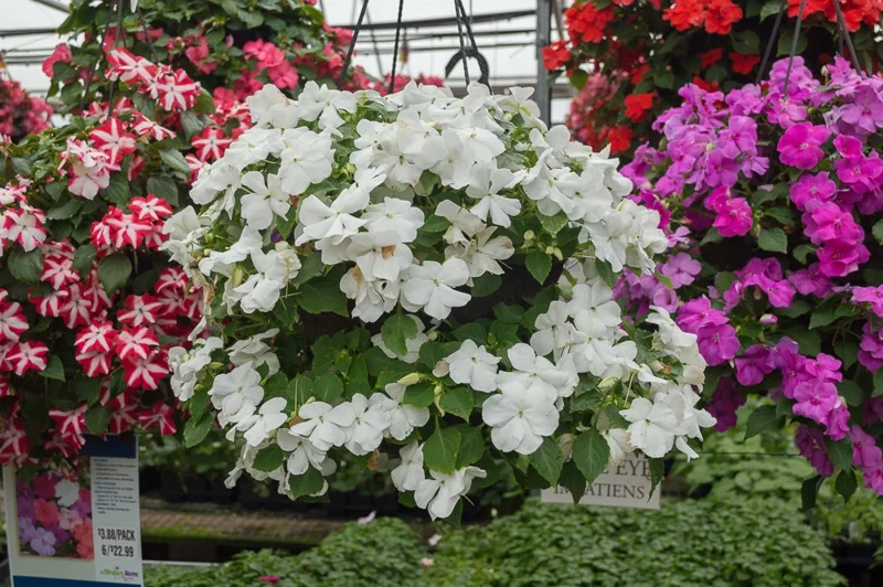 Busy Lizzy Impatiens Seeds White - 500 Premium Flower Seeds for Spring & Summer Busy Lizzy Impatiens Seeds White - 500 Premium Flower Seeds for Spring & Summer - Image 1