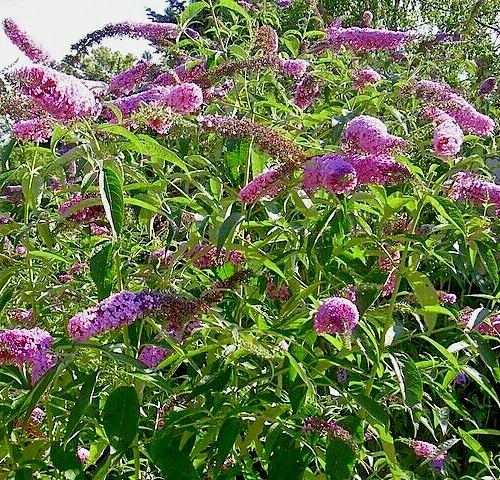 Butterfly Bush Lavender Seeds - 3000 Count, Budleja Davidii, Scented Perennial Outdoor - Image 2