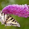 Butterfly Bush Lavender Seeds - 3000 Count, Budleja Davidii, Scented Perennial Outdoor - Image 1