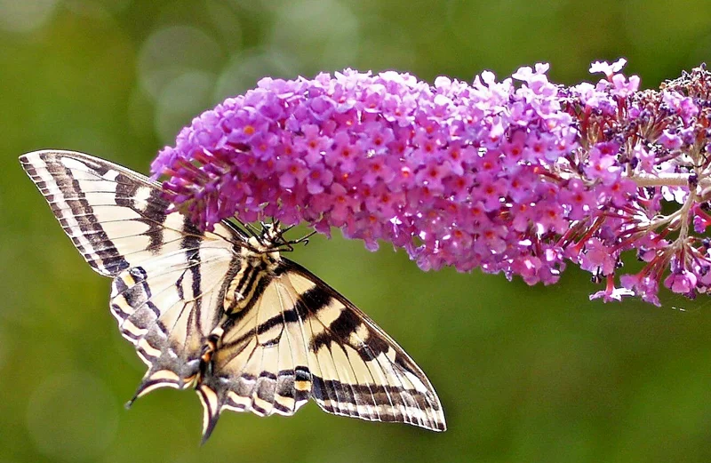 Butterfly Bush Lavender Seeds - 3000 Count, Budleja Davidii, Scented Perennial Outdoor - Image 1