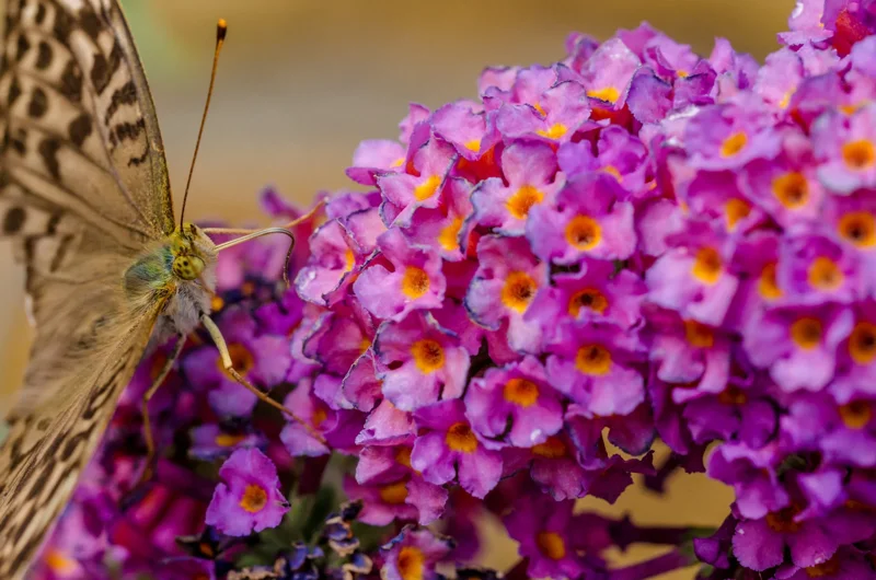 Butterfly Bush Lavender Seeds - Buddleia Davidii, 310 Seeds, Beautifully Scented, Hardy Perennial - Image 2