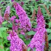 Butterfly Bush Lavender Seeds - Buddleia Davidii, 310 Seeds, Beautifully Scented, Hardy Perennial - Image 1