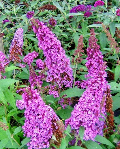 Butterfly Bush Lavender Seeds - Buddleia Davidii, 310 Seeds, Beautifully Scented, Hardy Perennial - Image 1