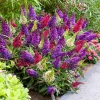 Butterfly Bush Live Plant – 2 Mixed 4-7 Inch Buddleja Shrub for Outdoor Garden or Container - Image 1