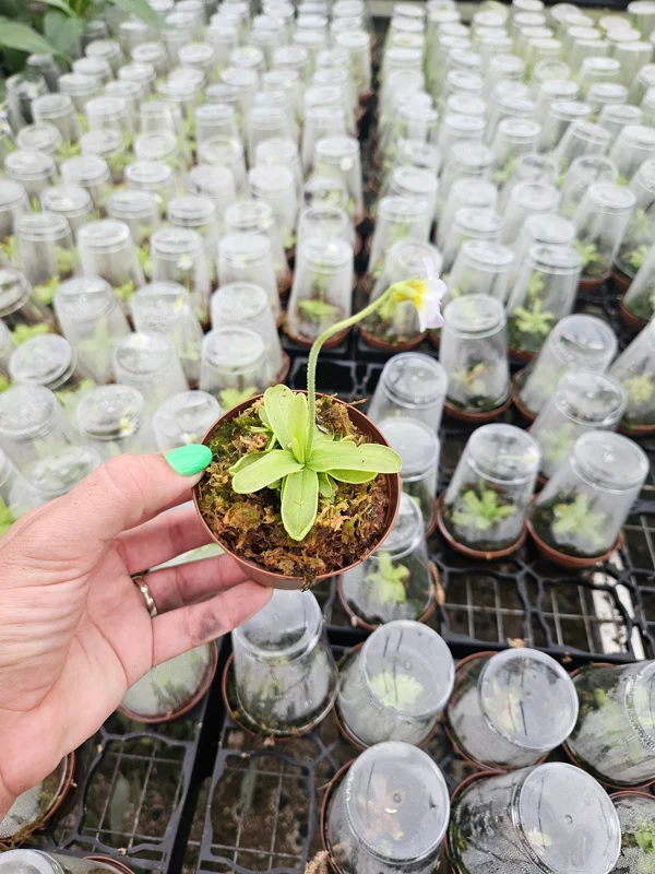 Butterwort Pinguicula primuliflora Live Carnivorous Plant 3 Inch Pot Indoor - Image 2