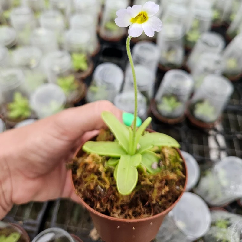Butterwort Pinguicula primuliflora Live Carnivorous Plant 3 Inch Pot Indoor - Image 1