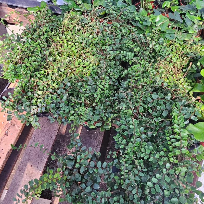 Button Fern Live Plant - Pellaea rotundifolia - 2in and 4in Pot - Indoor Houseplant Button Fern Live Plant - Pellaea rotundifolia - 2in and 4in Pot - Indoor Houseplant - Image 2