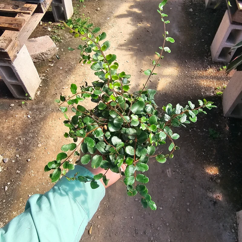 Button Fern Live Plant - Pellaea rotundifolia - 2in and 4in Pot - Indoor Houseplant Button Fern Live Plant - Pellaea rotundifolia - 2in and 4in Pot - Indoor Houseplant - Image 3