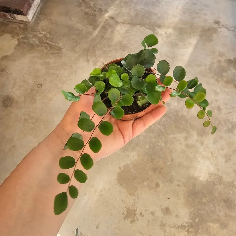 Button Fern Live Plant - Pellaea rotundifolia - 2in and 4in Pot - Indoor Houseplant Button Fern Live Plant - Pellaea rotundifolia - 2in and 4in Pot - Indoor Houseplant - Image 5