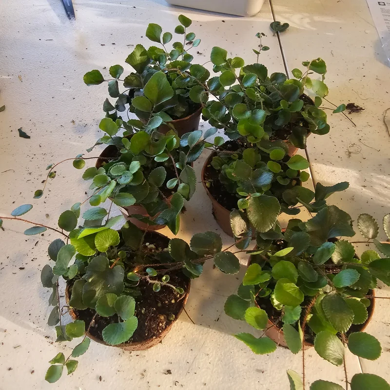 Button Fern Live Plant - Pellaea rotundifolia - 2in and 4in Pot - Indoor Houseplant Button Fern Live Plant - Pellaea rotundifolia - 2in and 4in Pot - Indoor Houseplant - Image 6