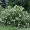 Buttonbush Cephalanthus occidentalis Live Plant 12+ Inches - Outdoor Shrub - Image 1
