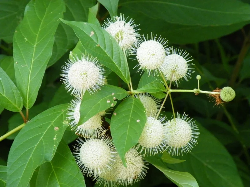 Buttonbush Live Plant (Cephalanthus Occidentalis) 12+ Inches Tall - Outdoor Shrub - Image 2