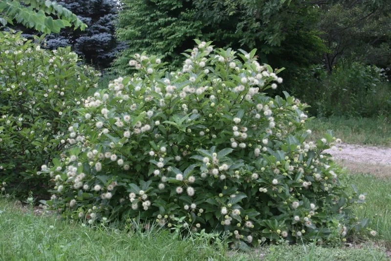 Buttonbush Live Plant (Cephalanthus Occidentalis) 12+ Inches Tall - Outdoor Shrub - Image 1