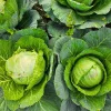 Cabbage Live Plant – 4-6 Inches Tall – Compact Vegetable – Indoor/Outdoor Garden - Image 1