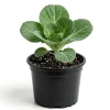 Cabbage Live Plant - Edible Vegetable Starter (4 Inch Pot) - Outdoor Garden - Image 1