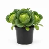 Cabbage Live Plants – 4-6 Inch Tall, Well-Rooted Vegetable Seedlings for Outdoor Garden Cabbage Live Plants – 4-6 Inch Tall, Well-Rooted Vegetable Seedlings for Outdoor Garden - Image 1