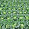 Cabbage Live Plants for Garden - 3 Plants in 4-inch Pot, 5 Inch Tall Vegetable - Image 1