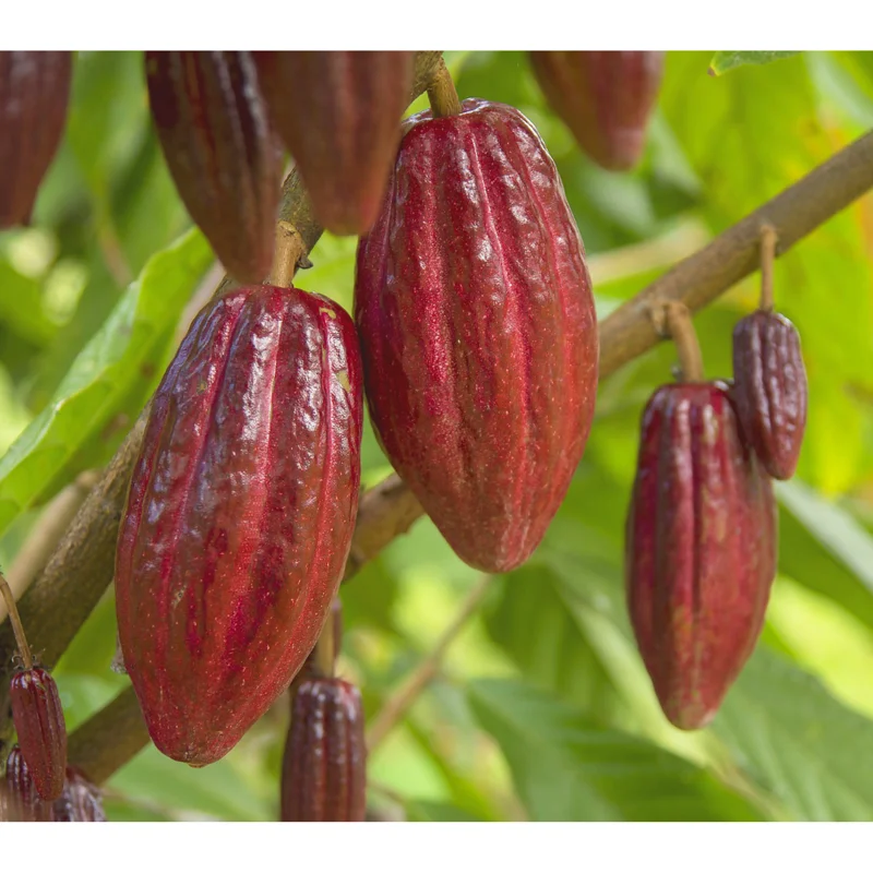 Cacao Tree Live Plant 8-10 Inches Tall in Half Gallon Pot - Theobroma Cacao for Planting Cacao Tree Live Plant 8-10 Inches Tall in Half Gallon Pot - Theobroma Cacao for Planting - Image 2