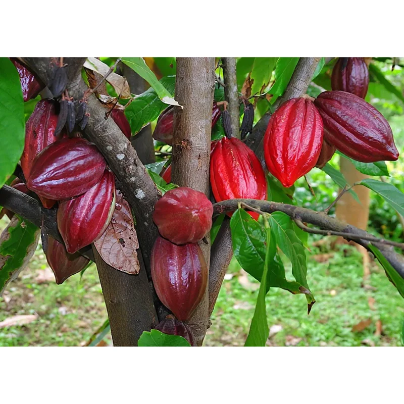 Cacao Tree Live Plant 8-10 Inches Tall in Half Gallon Pot - Theobroma Cacao for Planting Cacao Tree Live Plant 8-10 Inches Tall in Half Gallon Pot - Theobroma Cacao for Planting - Image 4