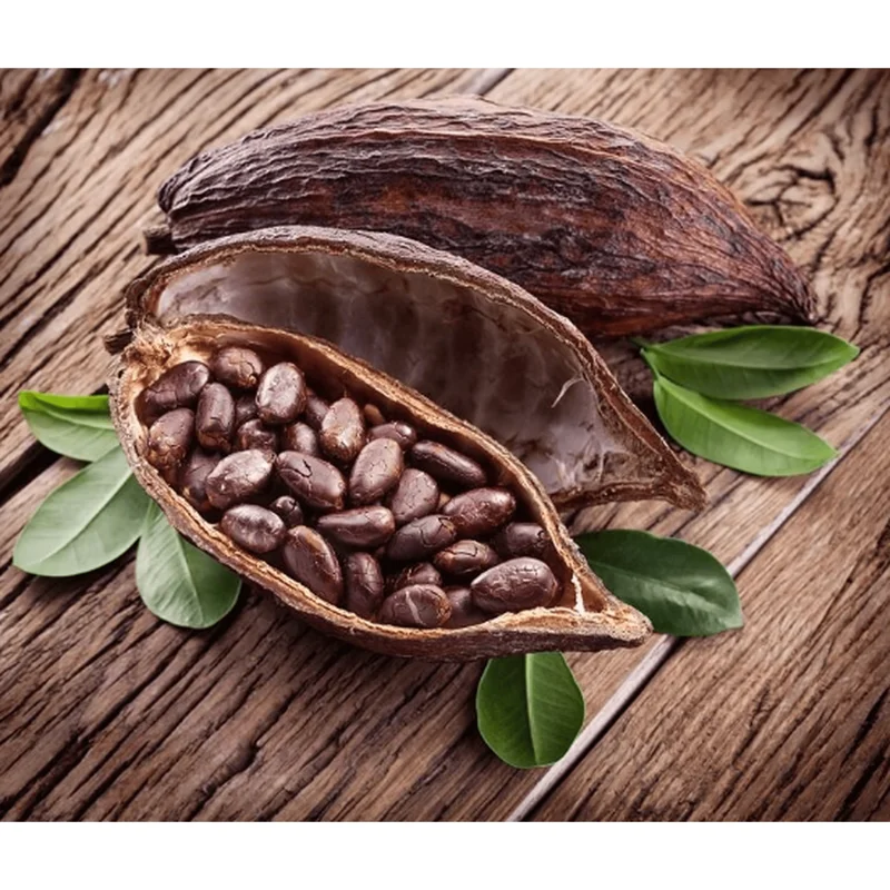 Cacao Tree Live Plant 8-10 Inches Tall in Half Gallon Pot - Theobroma Cacao for Planting Cacao Tree Live Plant 8-10 Inches Tall in Half Gallon Pot - Theobroma Cacao for Planting - Image 5