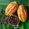 Cacao Tree Live Plant 8-10 Inches Tall in Half Gallon Pot - Theobroma Cacao for Planting - Image 1